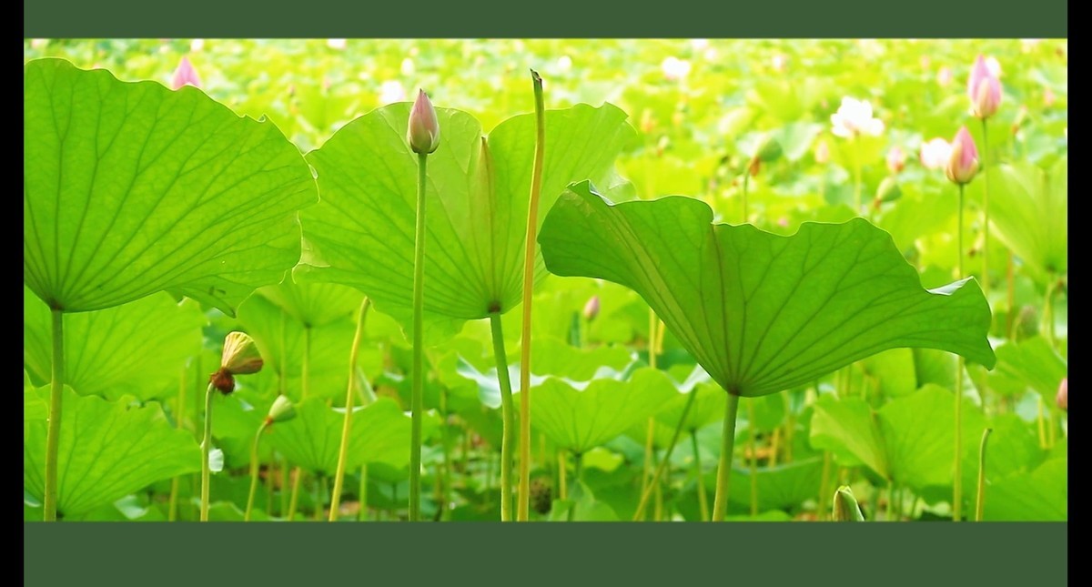 荷花视频截图