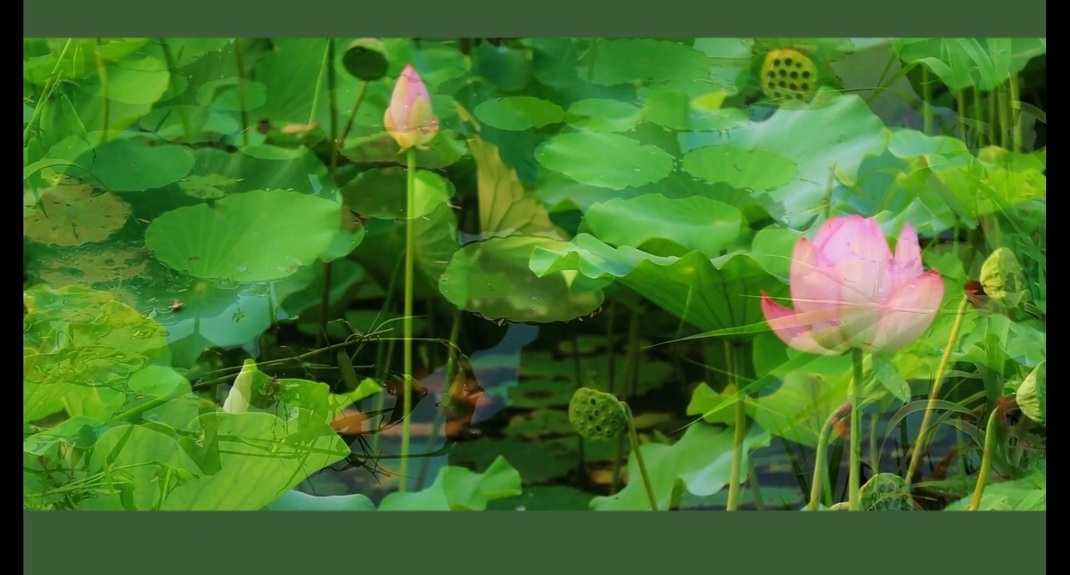 荷花视频截图