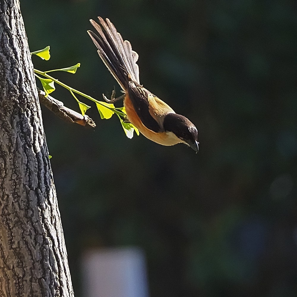 小区里打鸟——棕背白劳