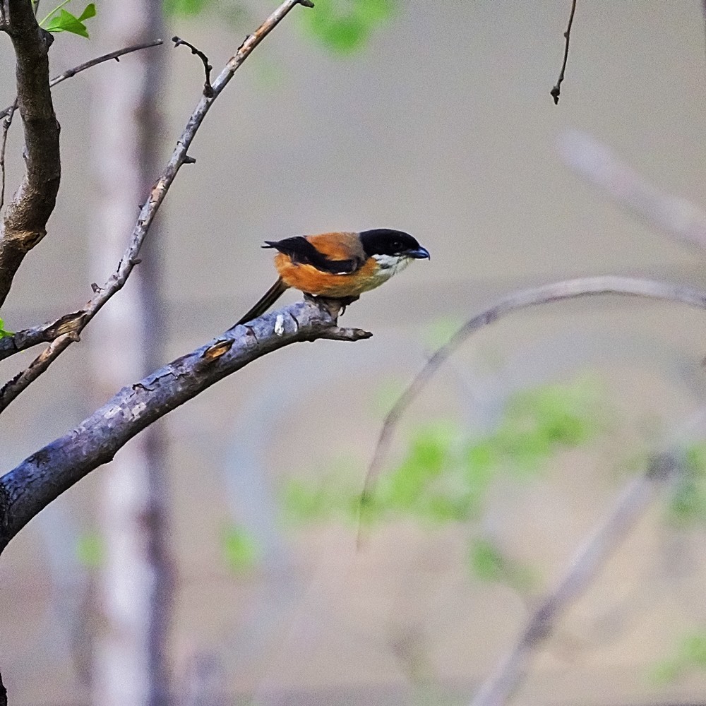 小区里打鸟——棕背白劳