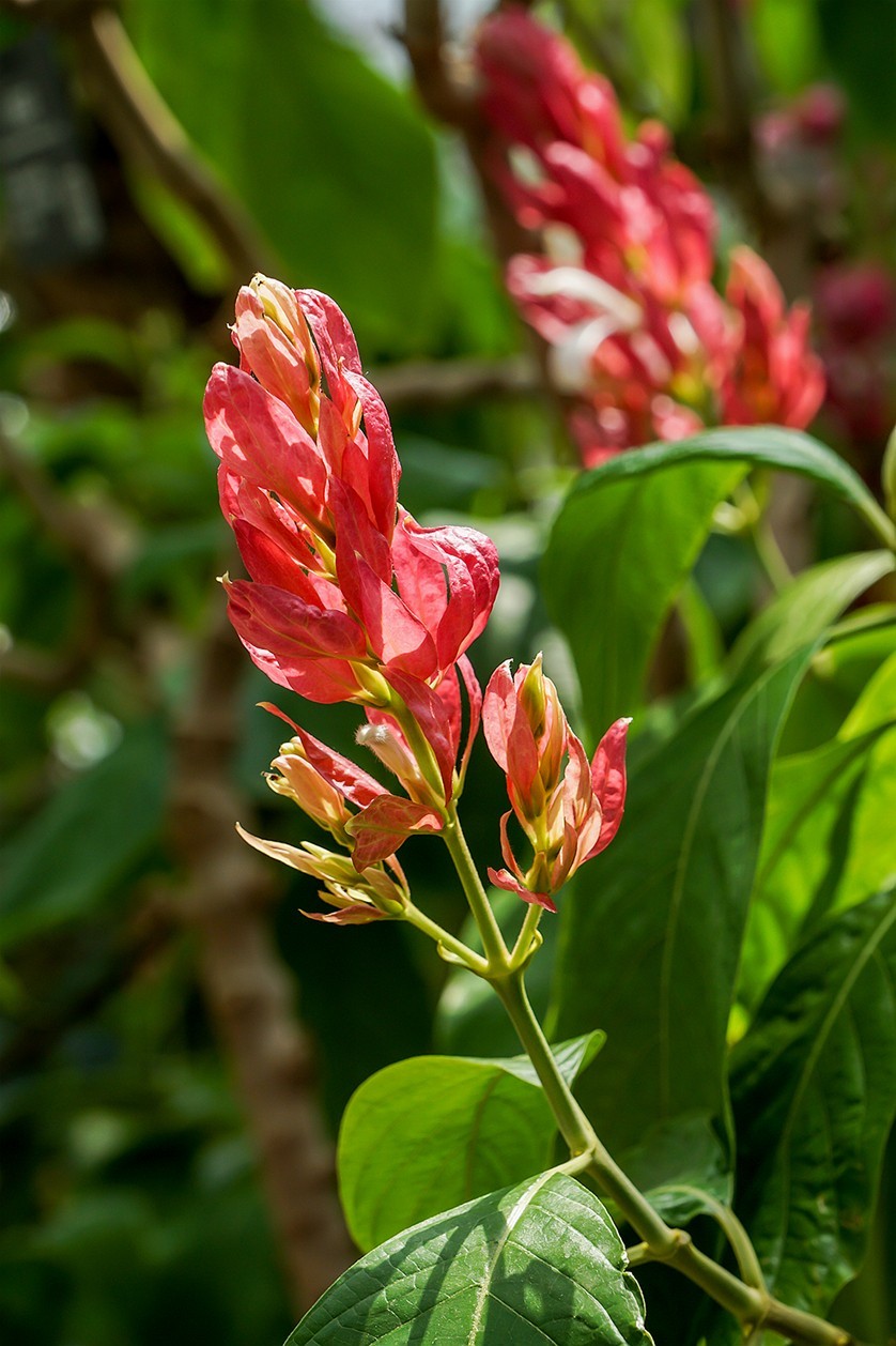 北京植物园热带花卉特写 四