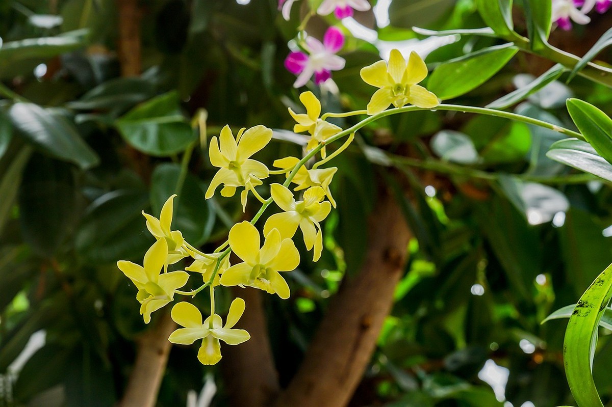 北京植物园热带花卉特写 四