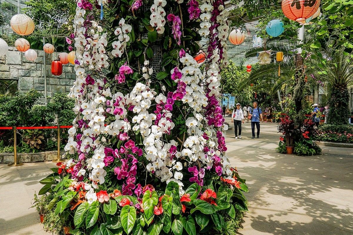 北京植物园热带花卉特写 四