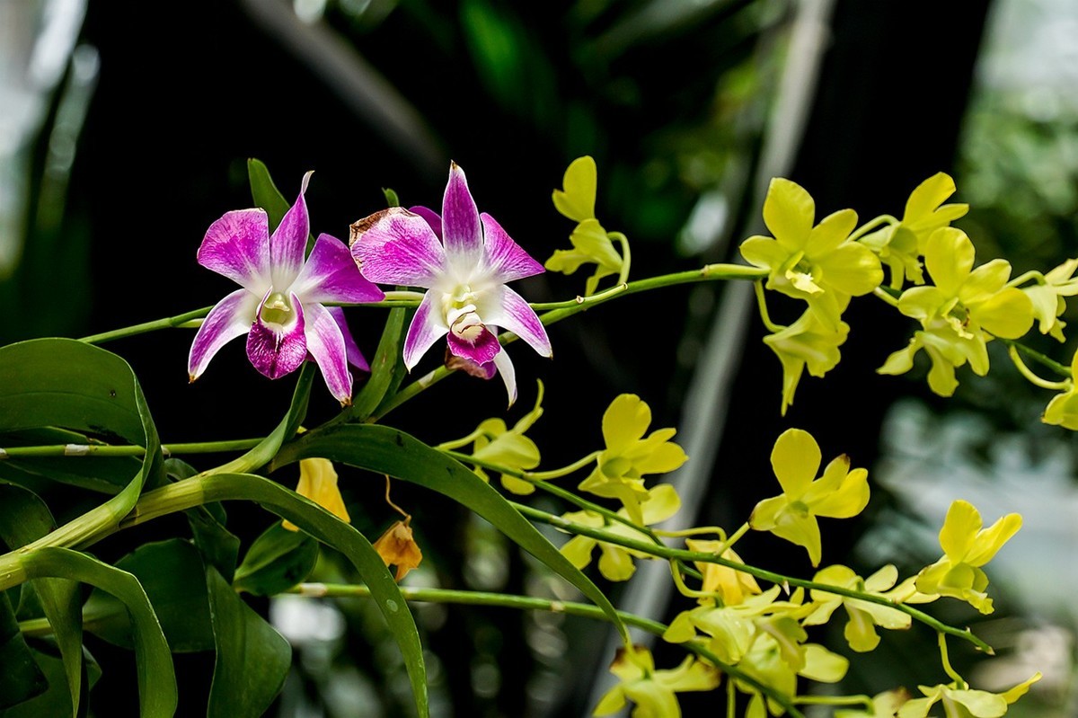 北京植物园热带花卉特写 四