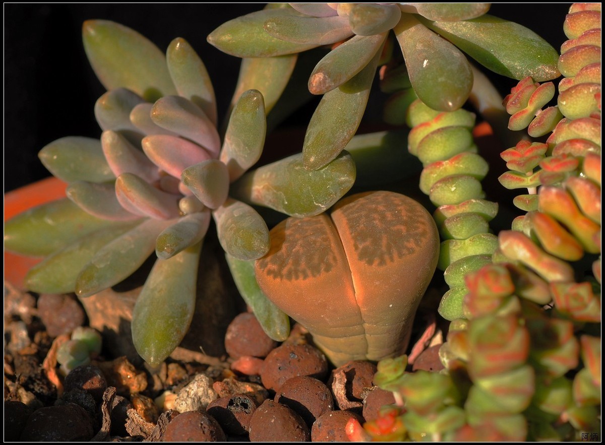 花卉练习--多肉