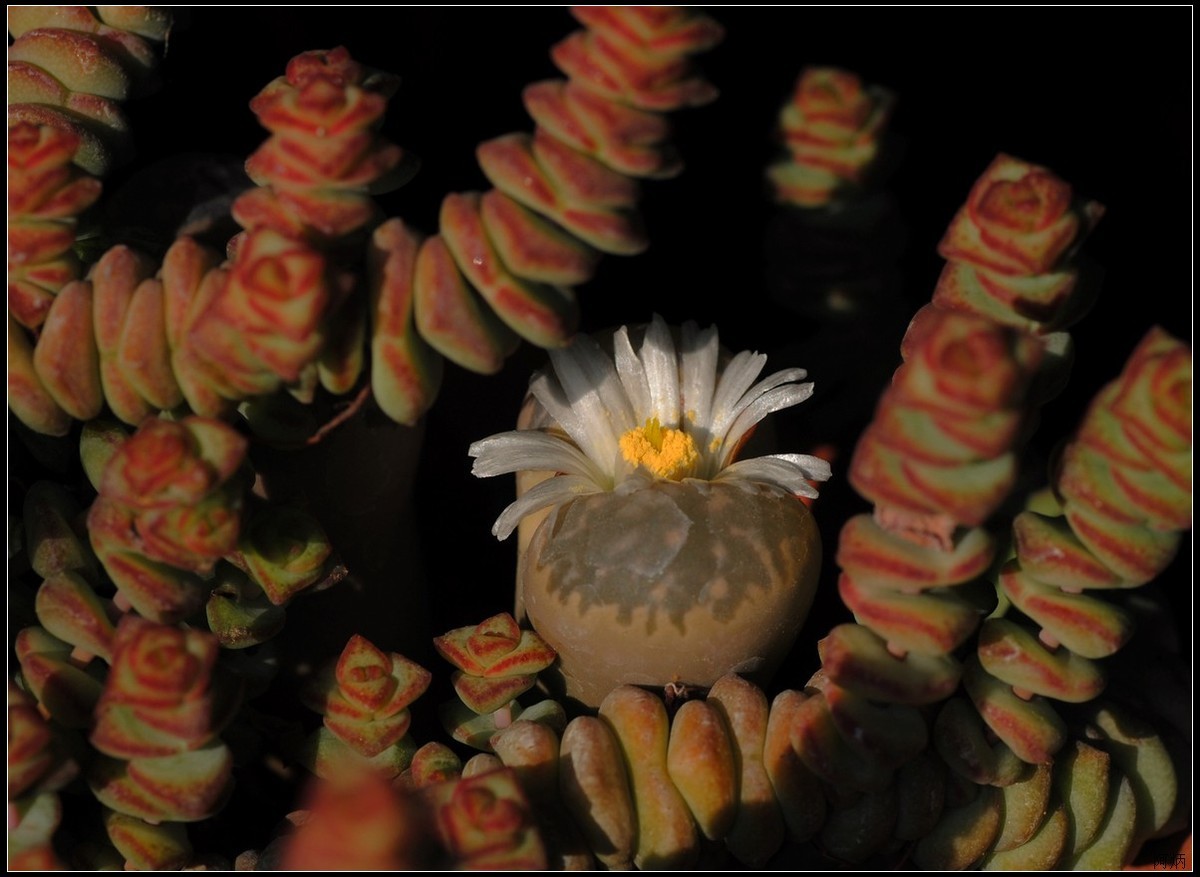 花卉练习--多肉