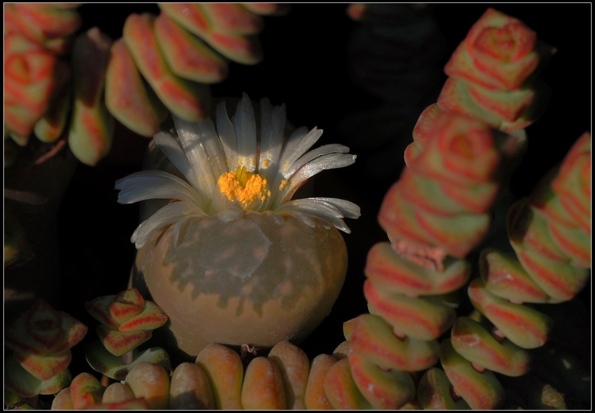 花卉练习--多肉