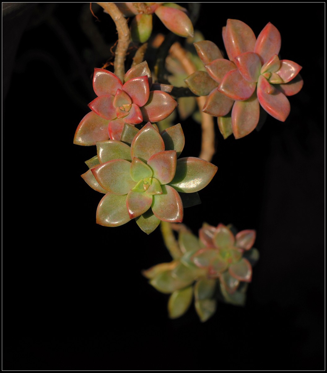 花卉练习--多肉