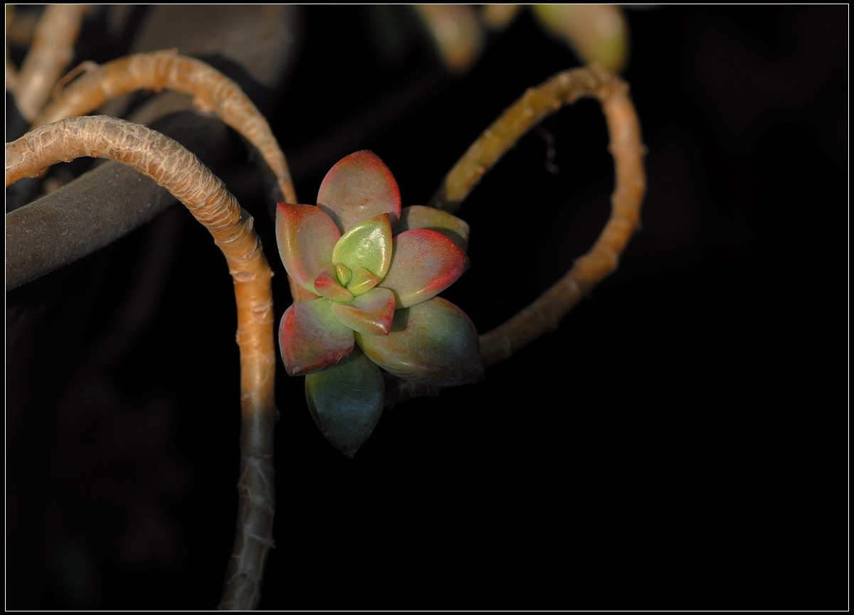 花卉练习--多肉