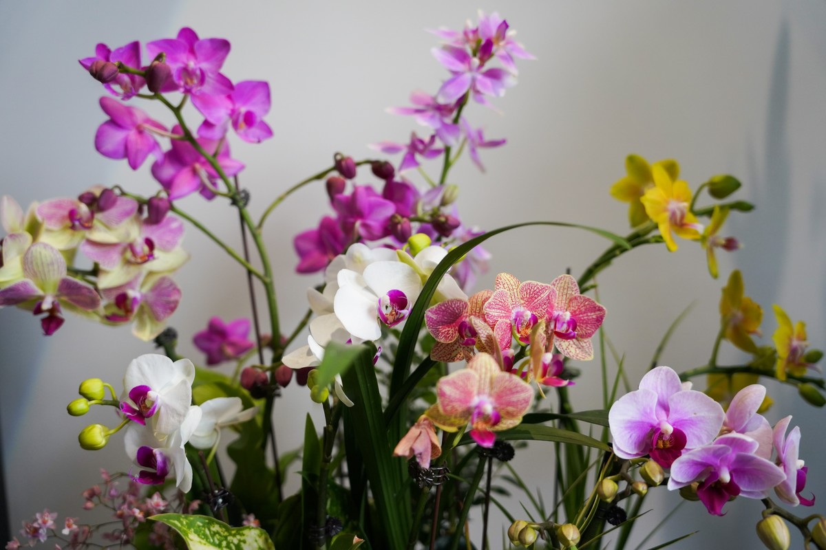 蝴蝶兰
