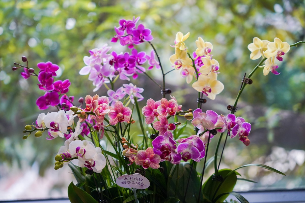 蝴蝶兰