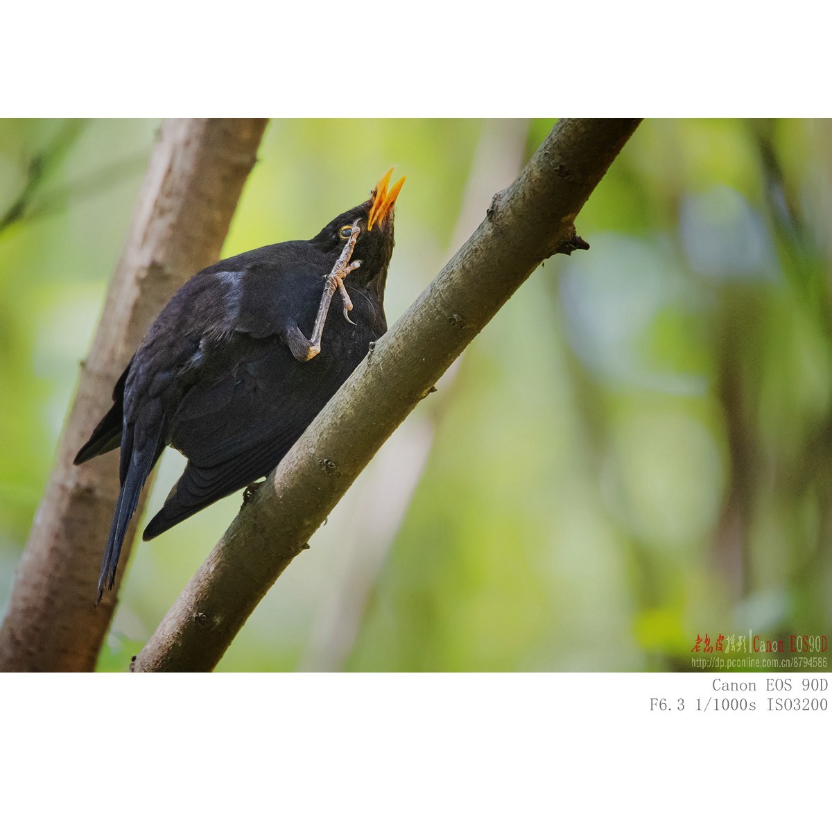 八哥 乌鸫 红尾鸫