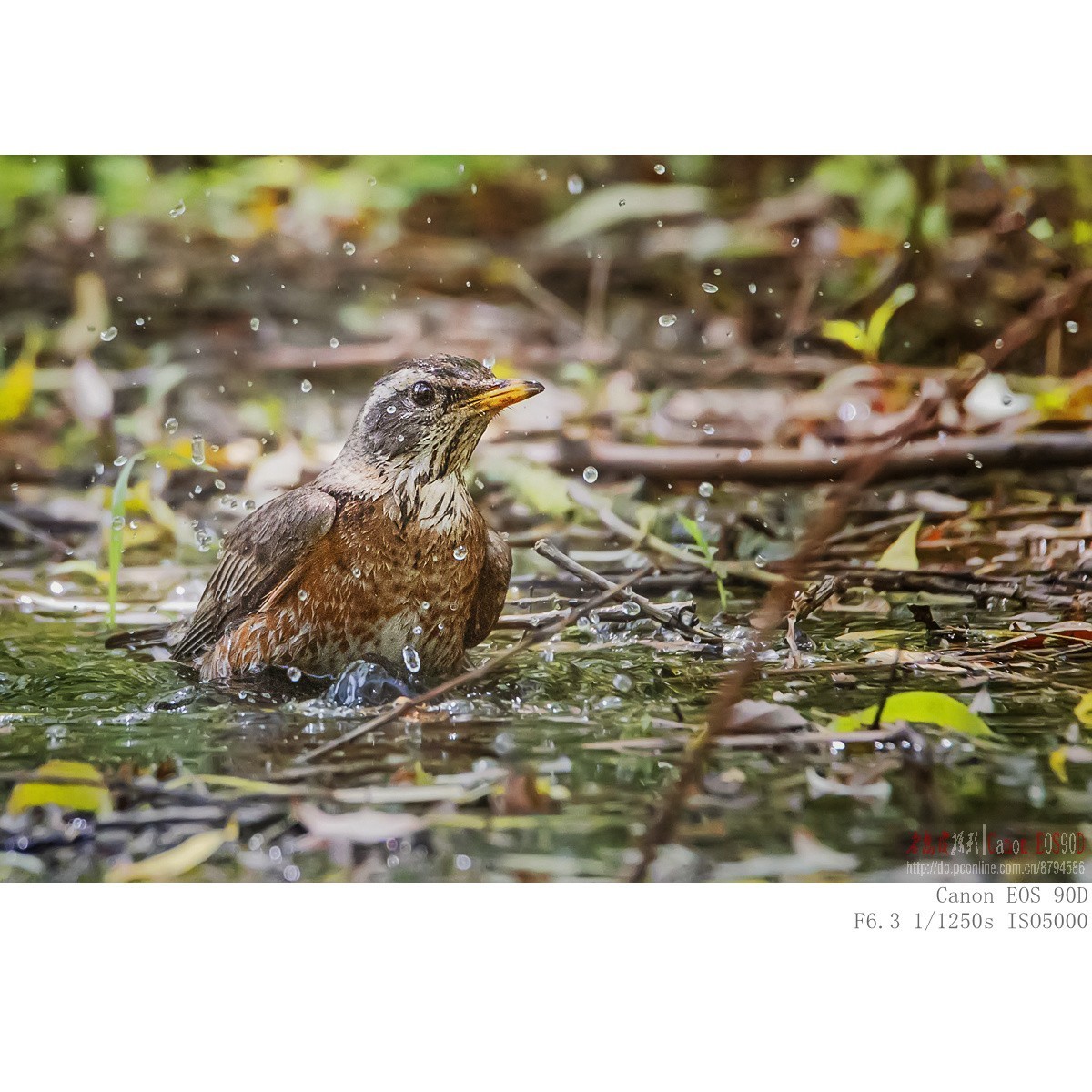 八哥 乌鸫 红尾鸫