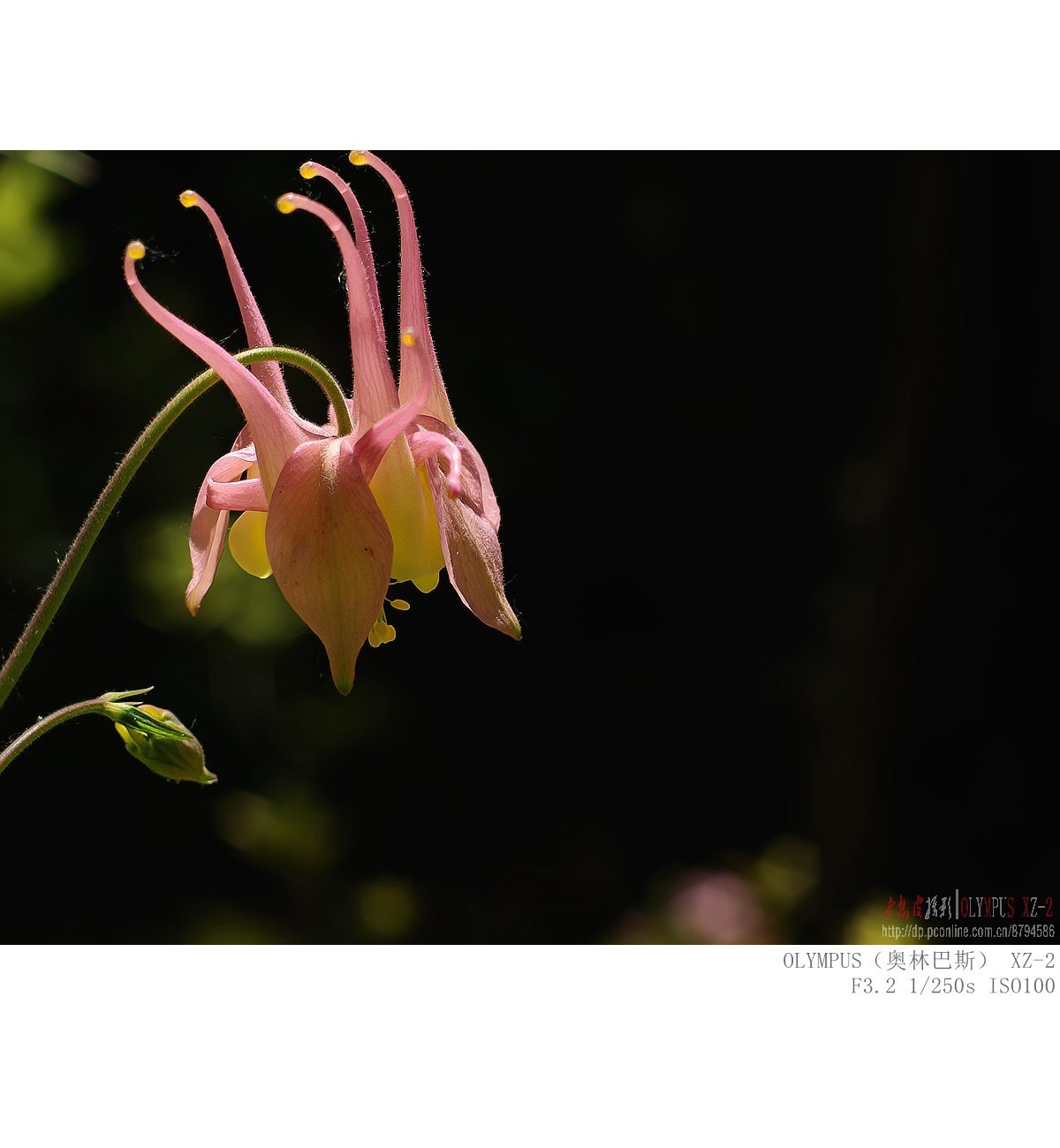 耧斗花 木茼蒿