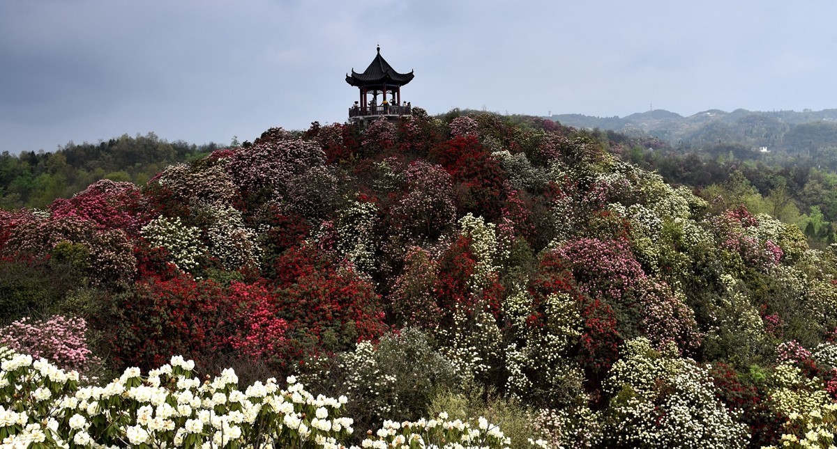 贵州大方县百里杜鹃花海【2】-中关村在线摄影论坛