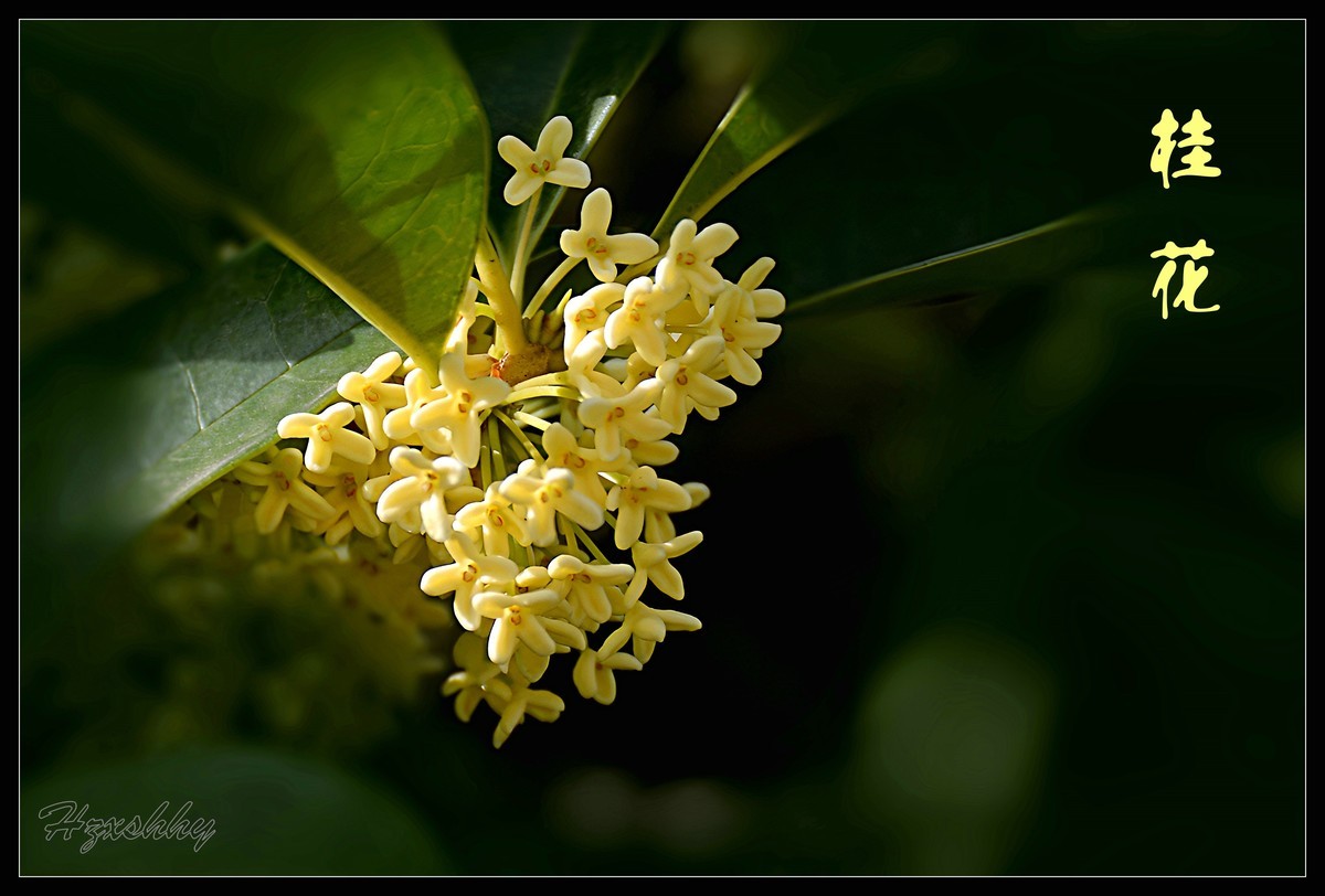 迟到的桂花（2024267）