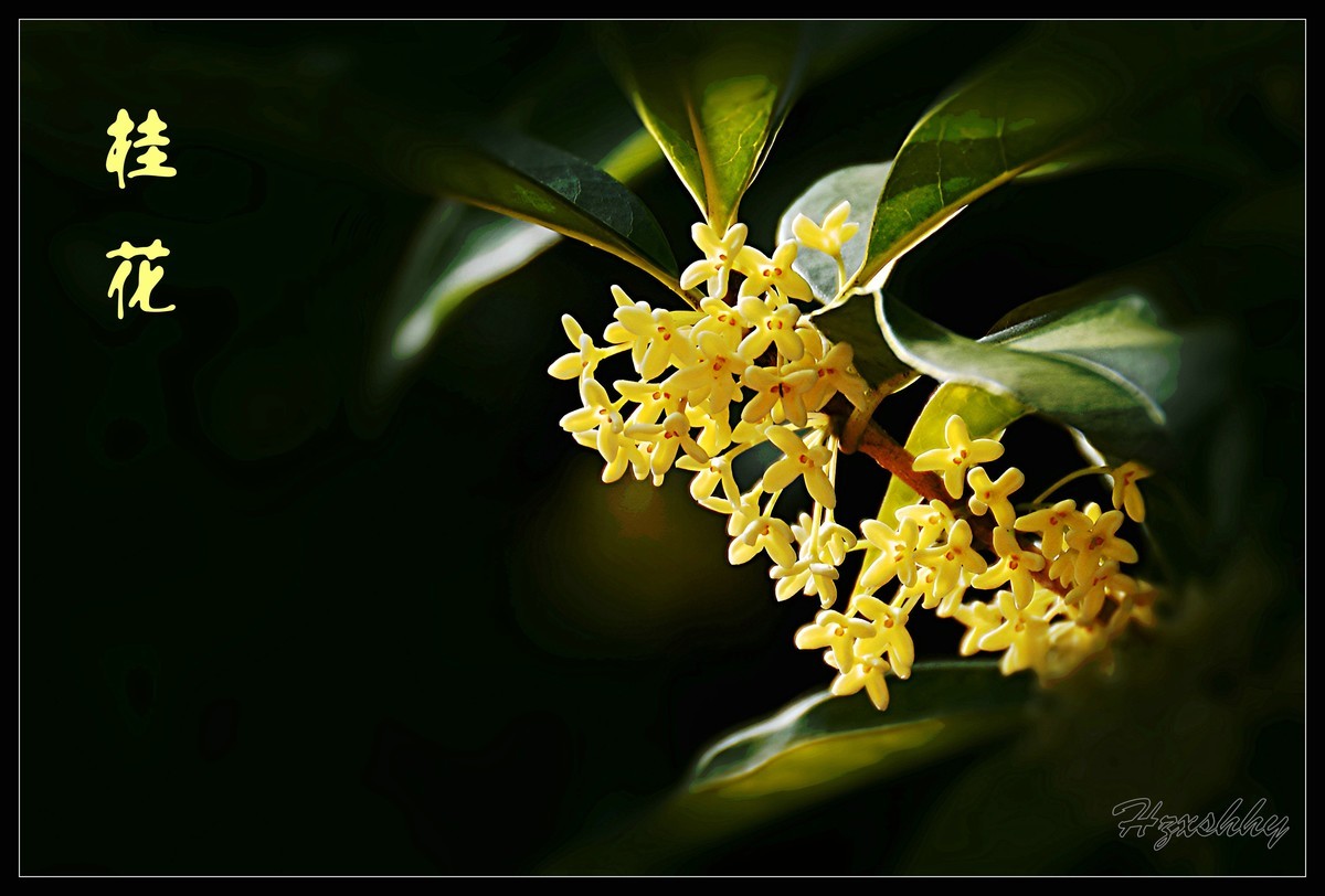 迟到的桂花（2024267）