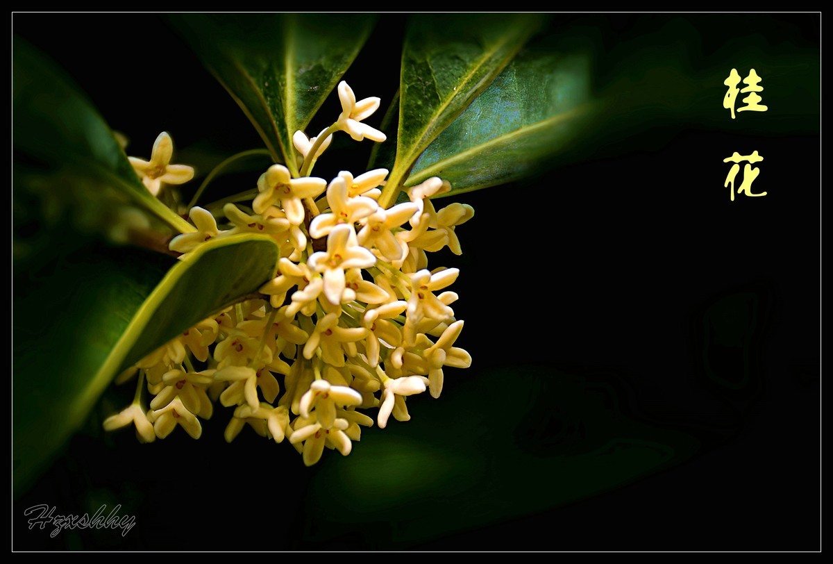 迟到的桂花（2024267）