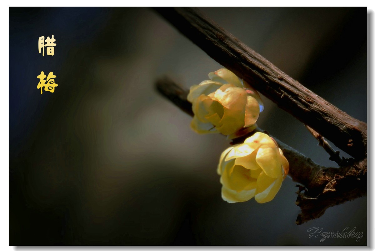 迎春的腊梅（2025002）