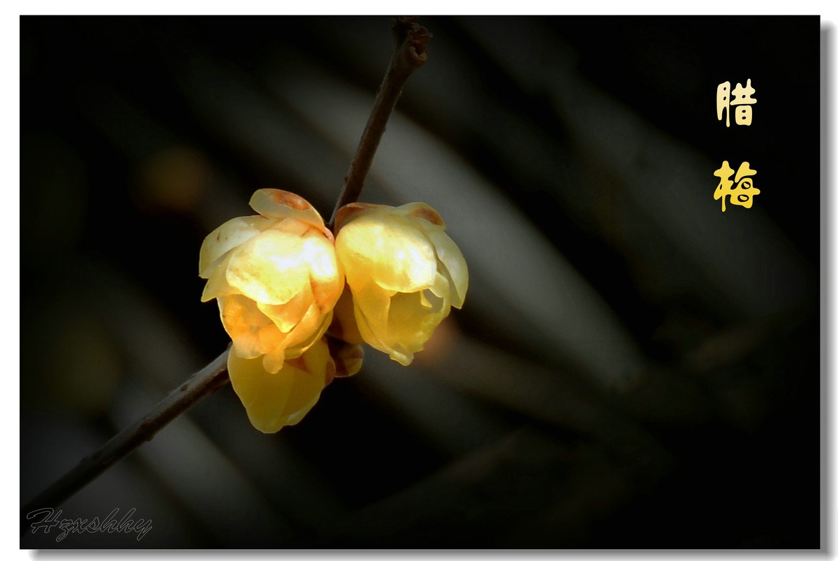 迎春的腊梅（2025002）