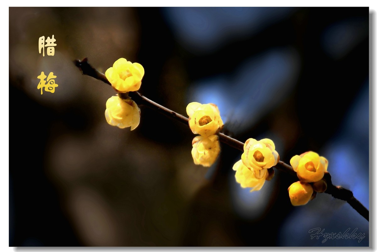 迎春的腊梅（2025002）