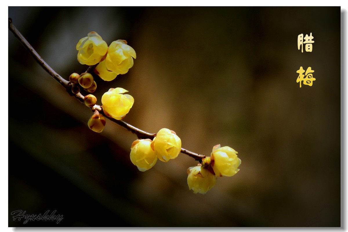 迎春的腊梅（2025002）