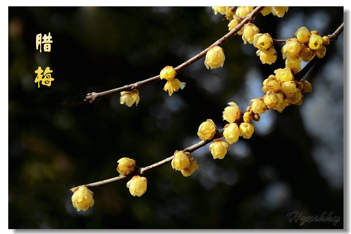 迎春的腊梅（2025002）