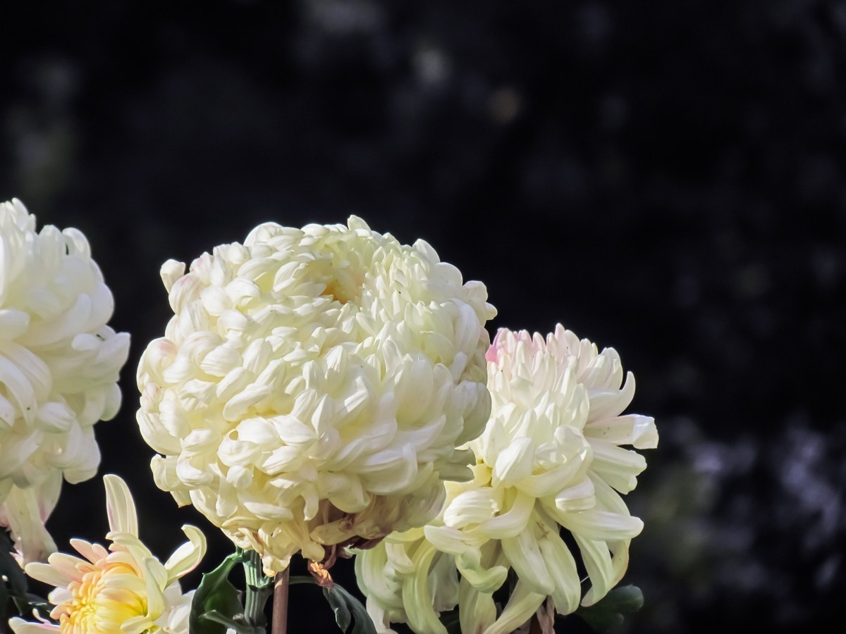 菊花