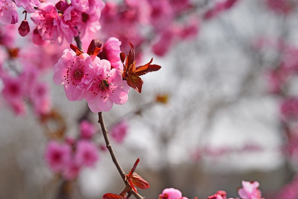 春花处处在开放二