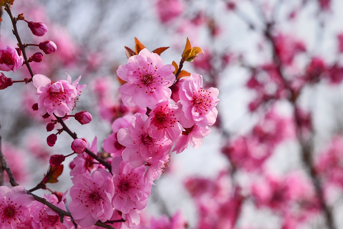 春花处处在开放二