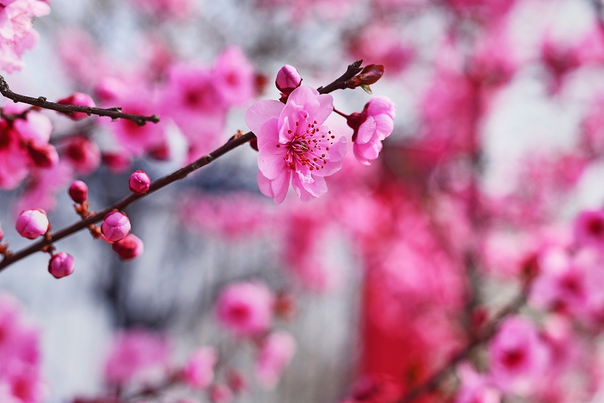 春花处处在开放二
