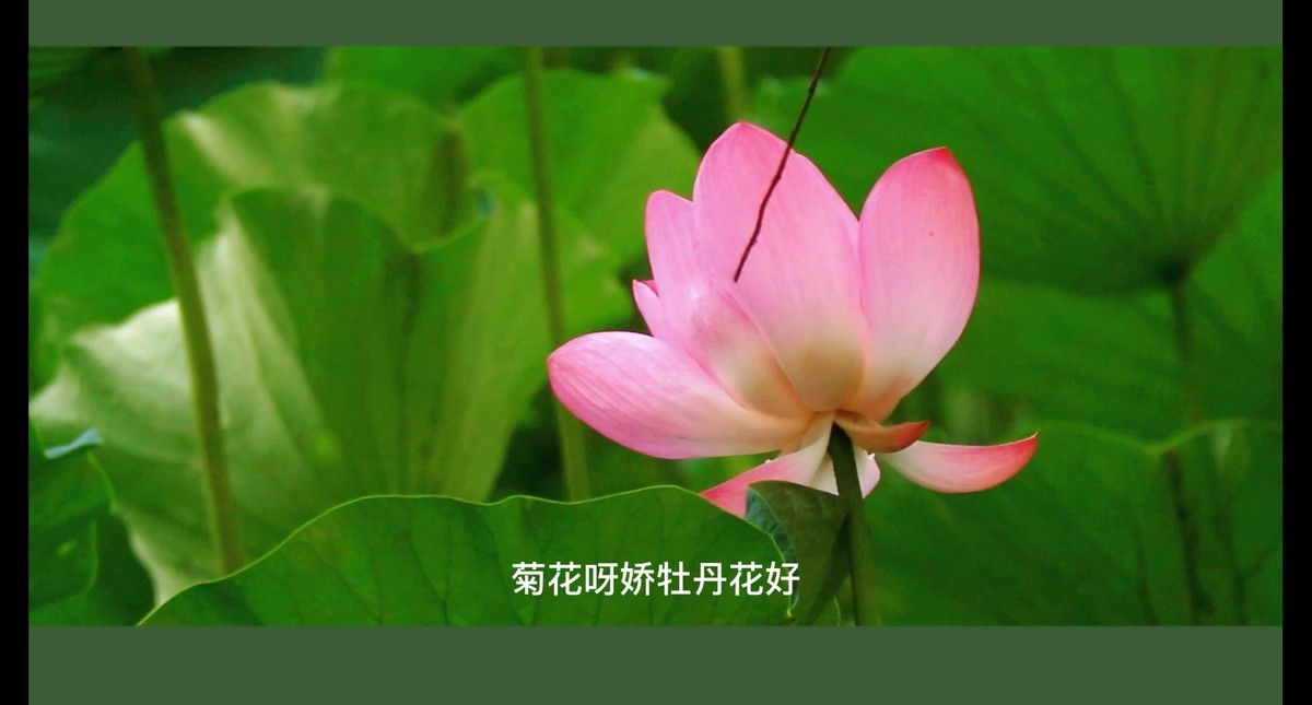 荷花视频截图