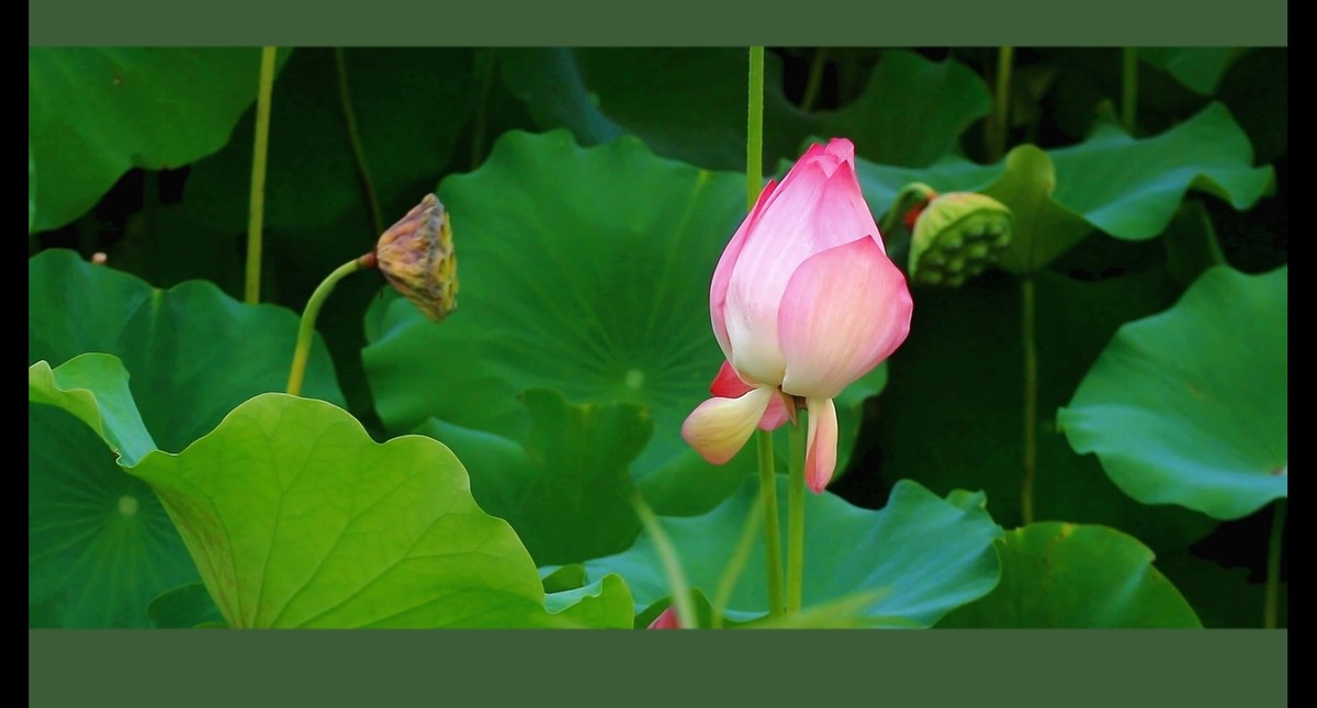 荷花视频截图