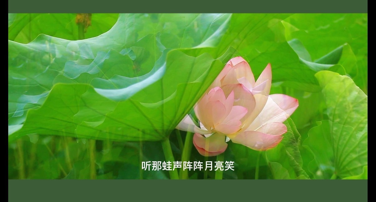 荷花视频截图