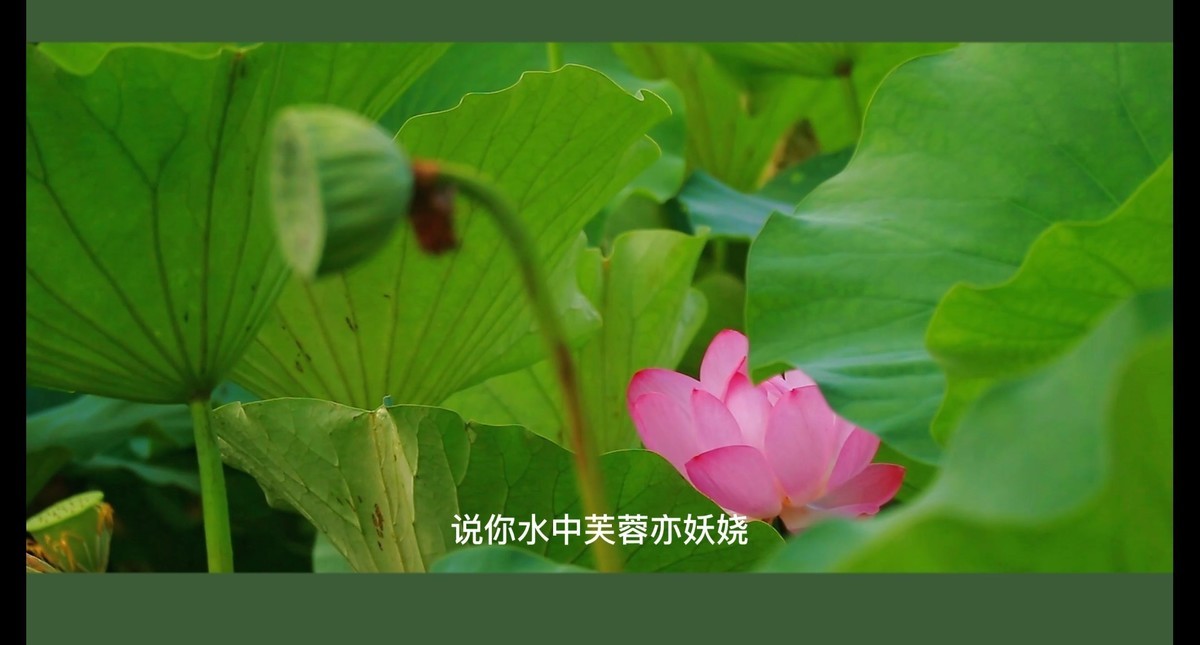 荷花视频截图