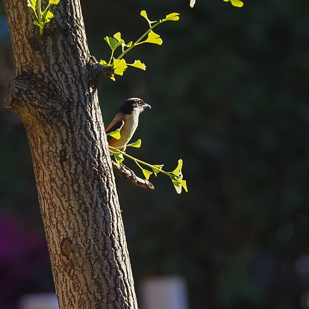 小区里打鸟——棕背白劳