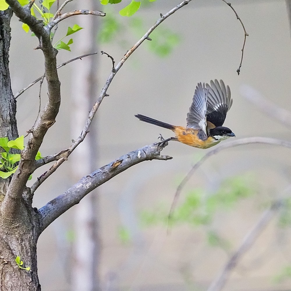 小区里打鸟——棕背白劳