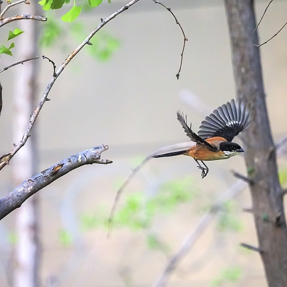 小区里打鸟——棕背白劳