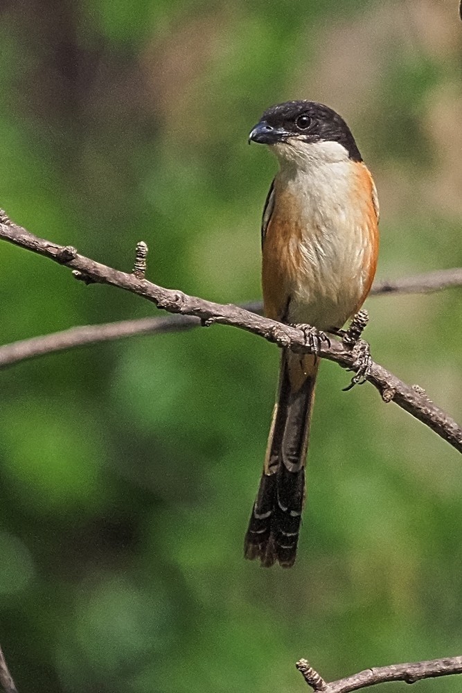 小区里打鸟——棕背白劳