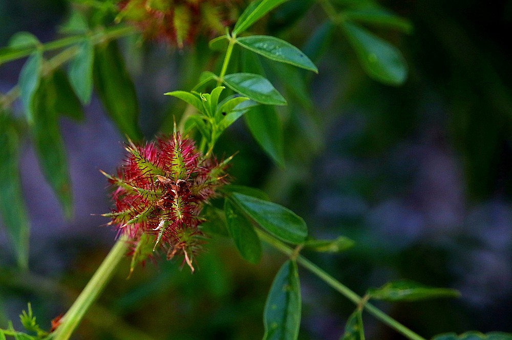 《不老松:纪实摄影》二游东戴河!花卉篇:刺果甘草!-中关村在线摄影论坛