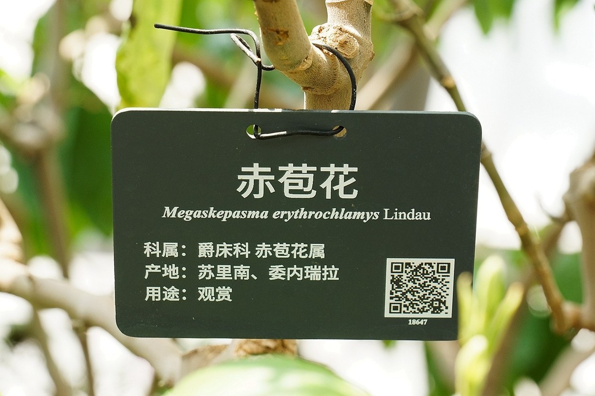 北京植物园热带花卉特写 四