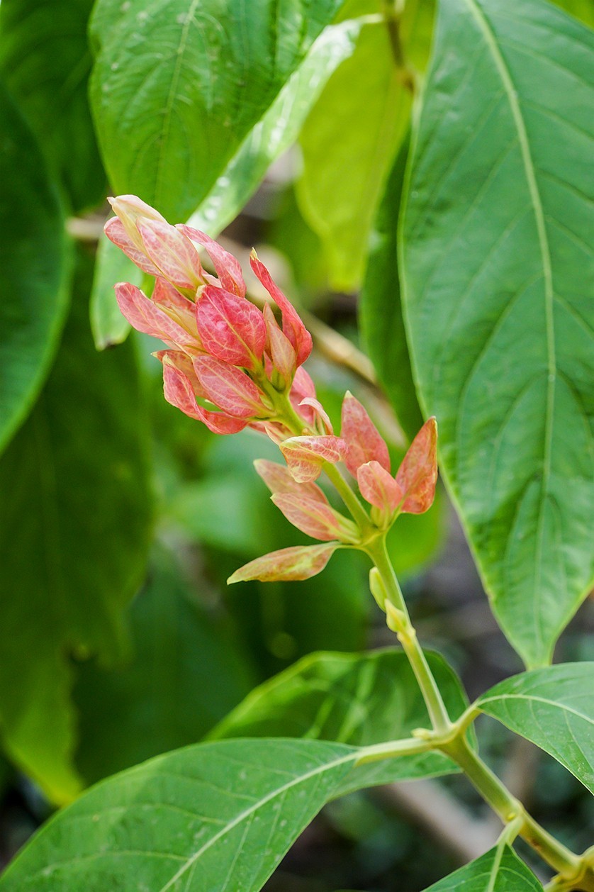北京植物园热带花卉特写 四
