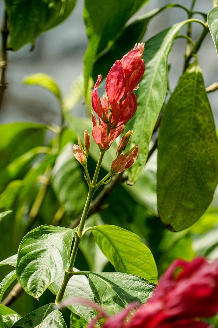 北京植物园热带花卉特写 四