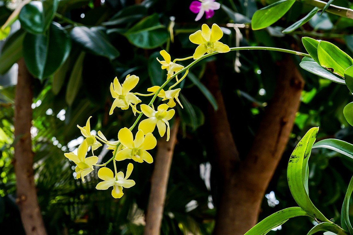 北京植物园热带花卉特写 四