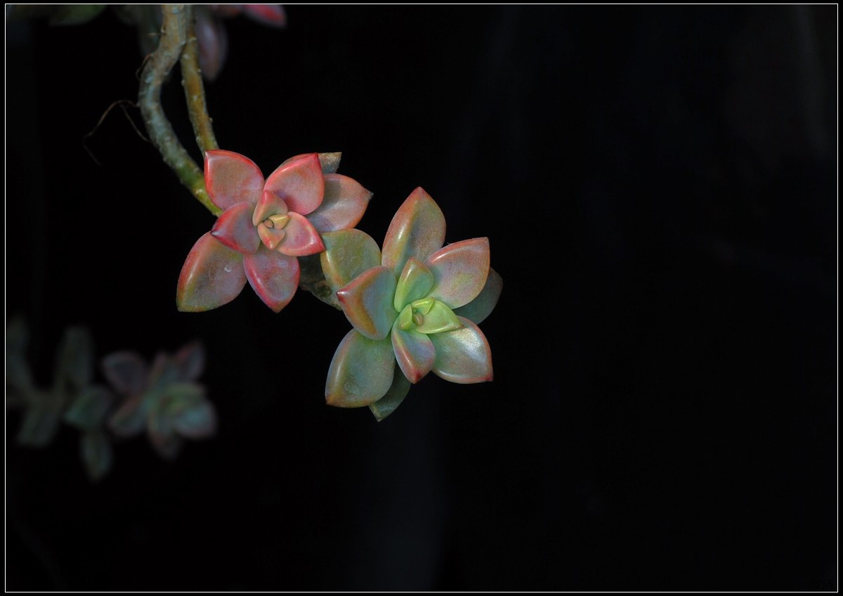 花卉练习--多肉