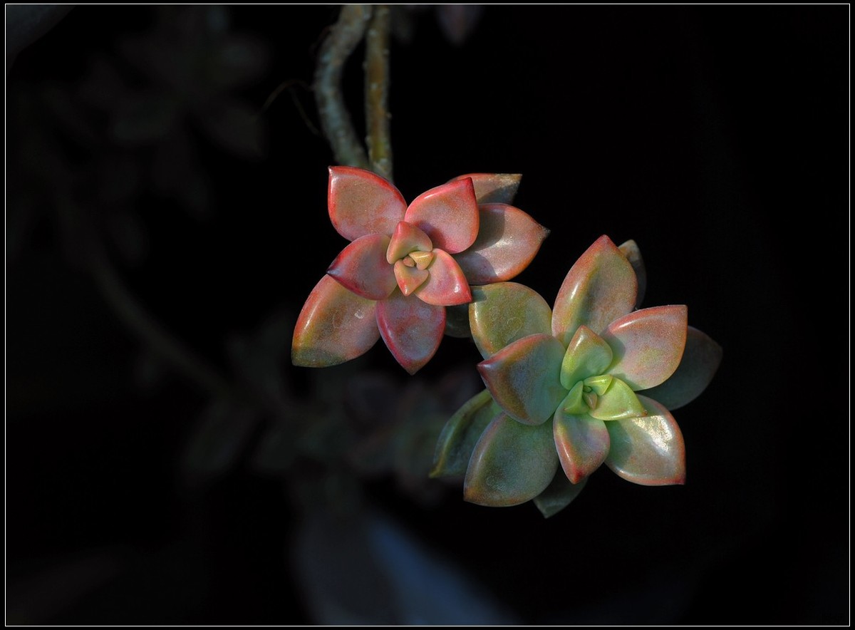 花卉练习--多肉