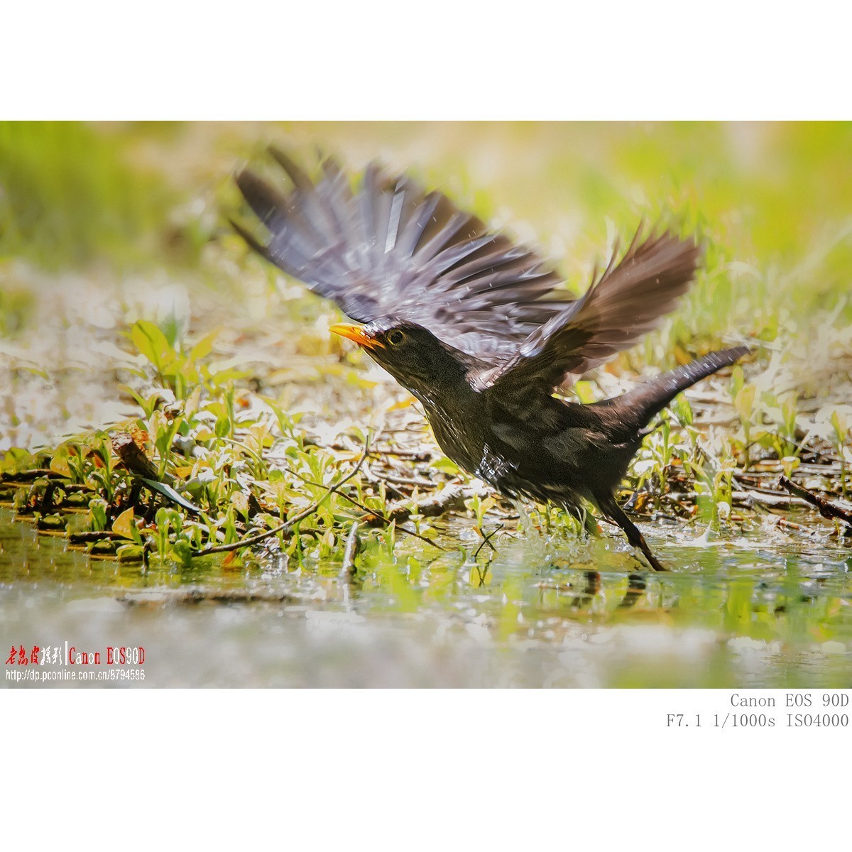 八哥 乌鸫 红尾鸫