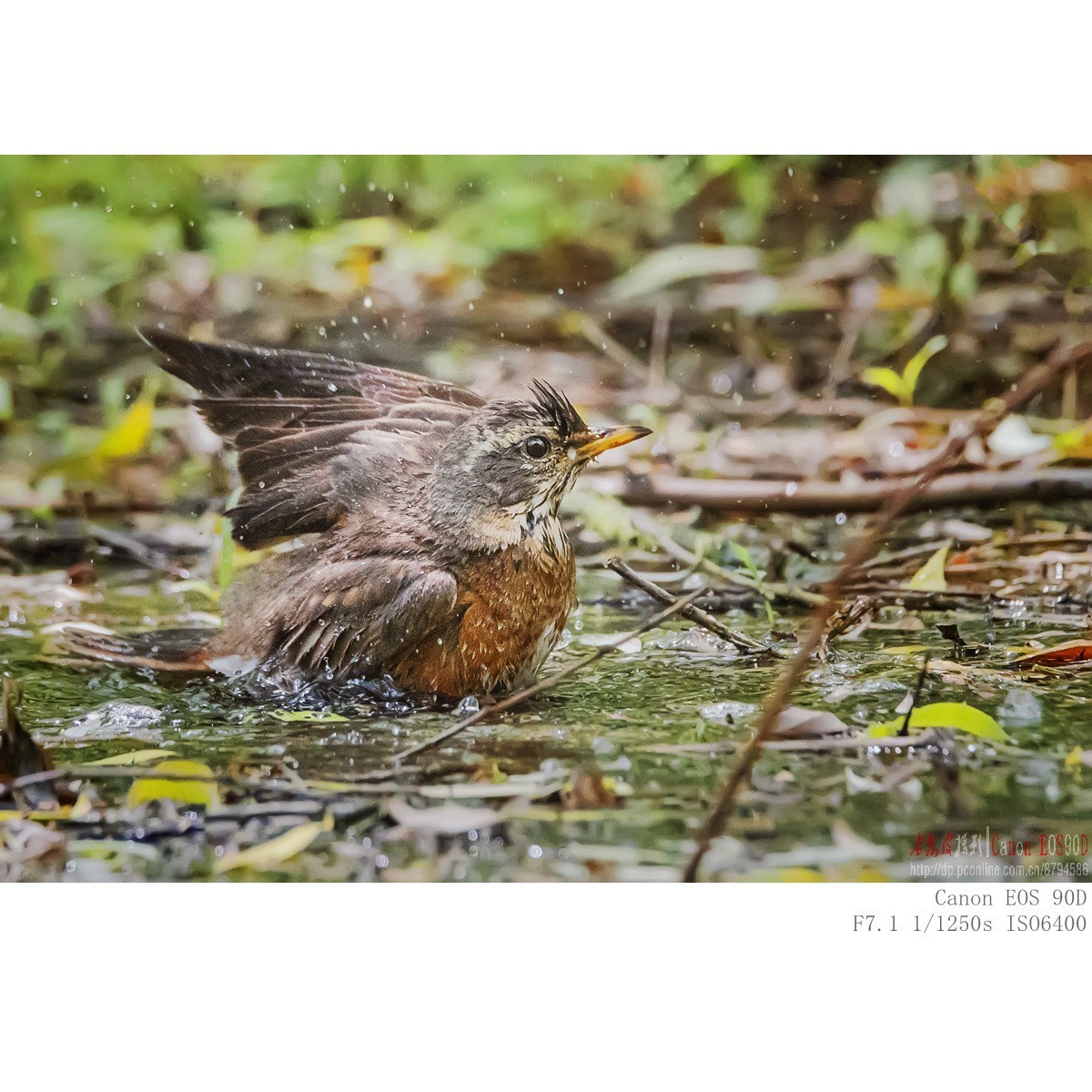 八哥 乌鸫 红尾鸫