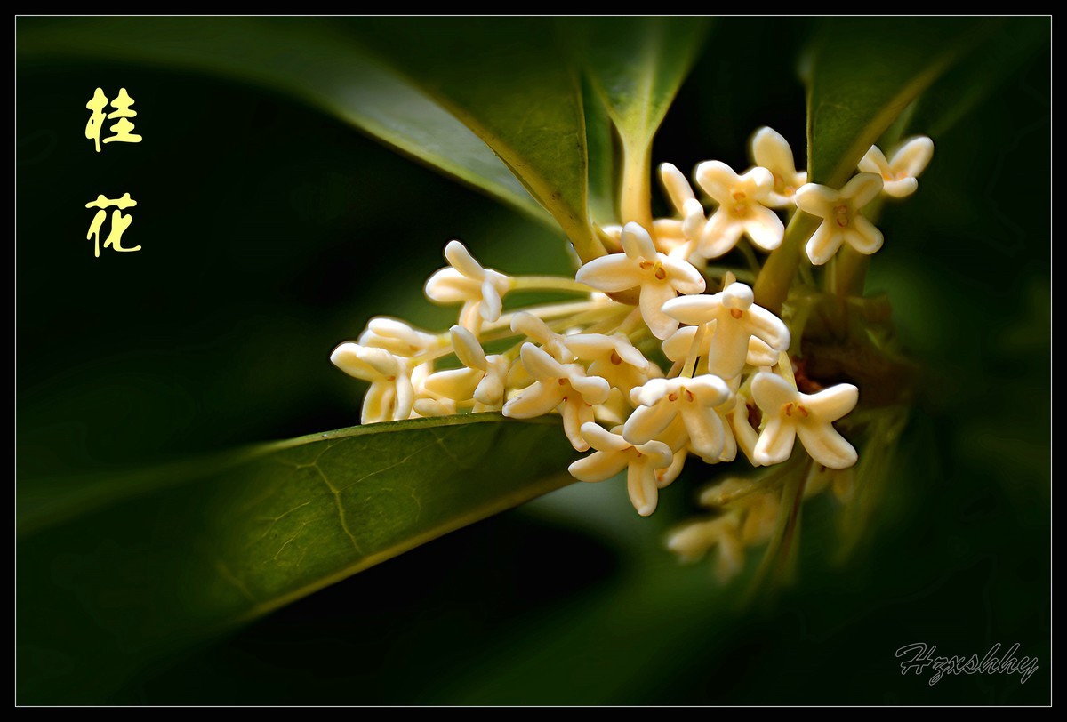 迟到的桂花（2024267）