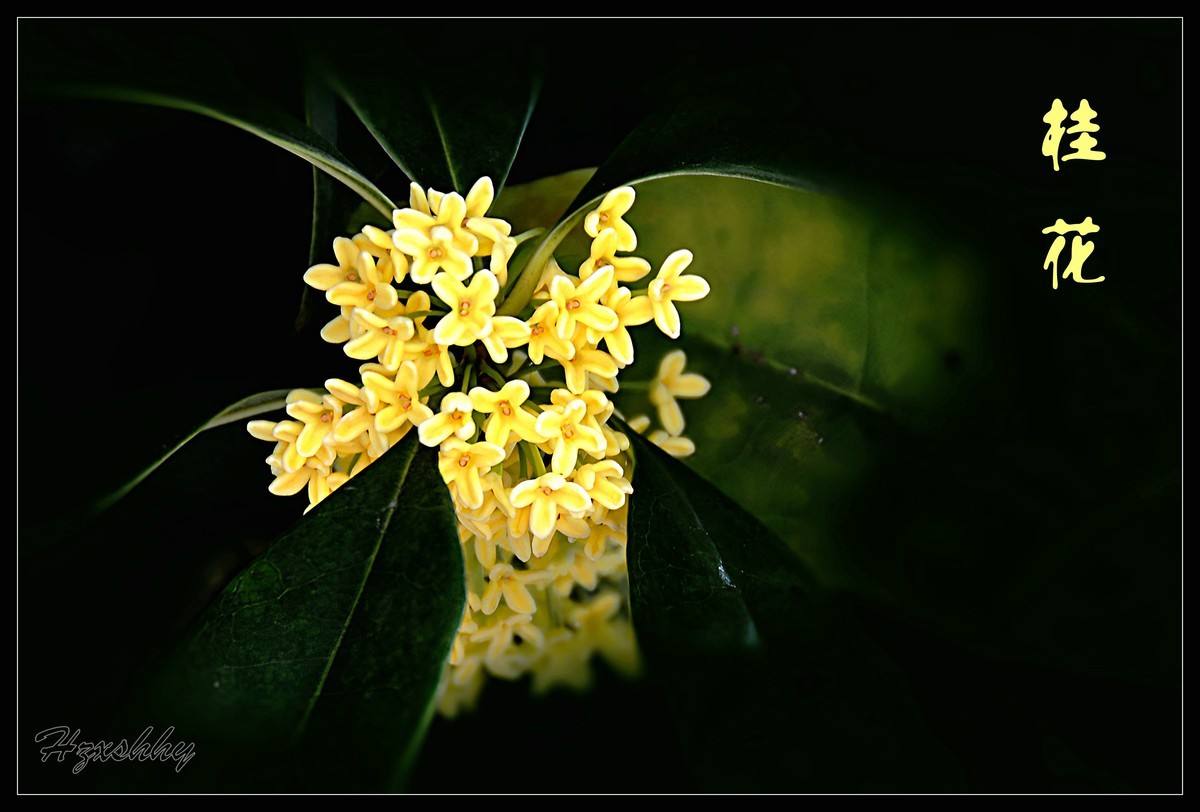 迟到的桂花（2024267）